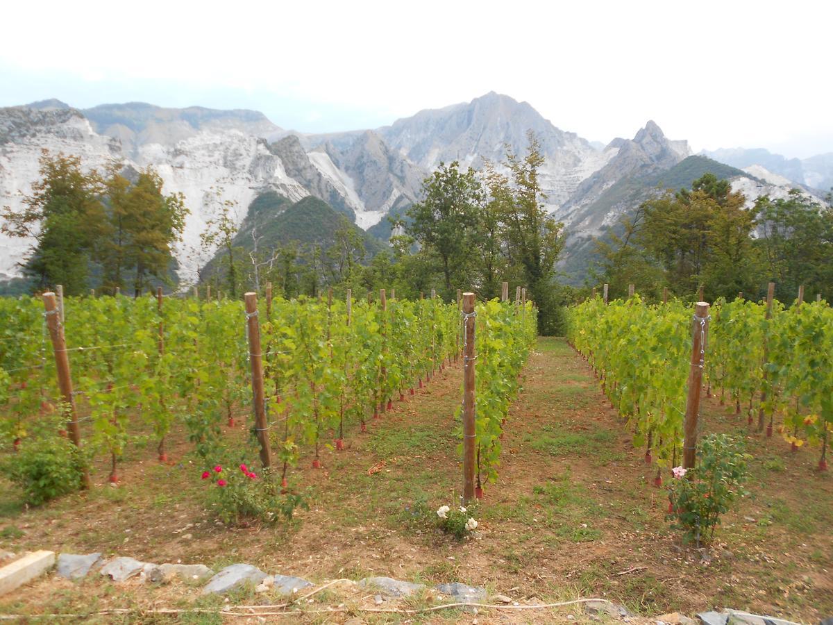 Galleria Ars Apua Bed & Breakfast Carrara Bagian luar foto